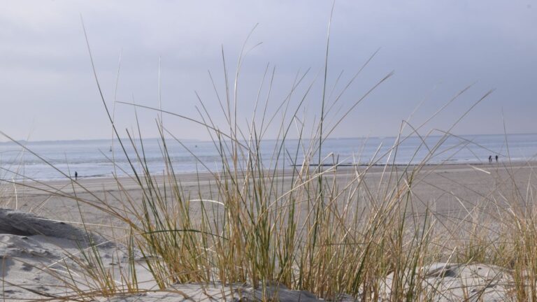 Gras am Strand von Norderney bei hellblauem Wasser.